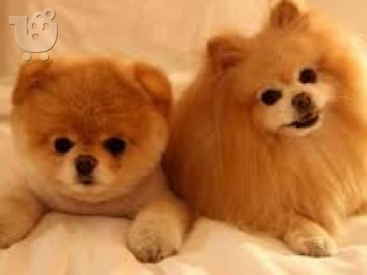 PoulaTo: Πομεράνιαν Boo Pomeranian BOO Type
